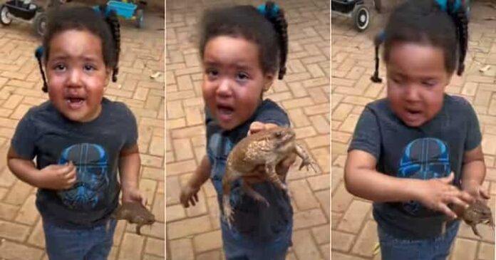Brave little girl holds frog in her bare hands