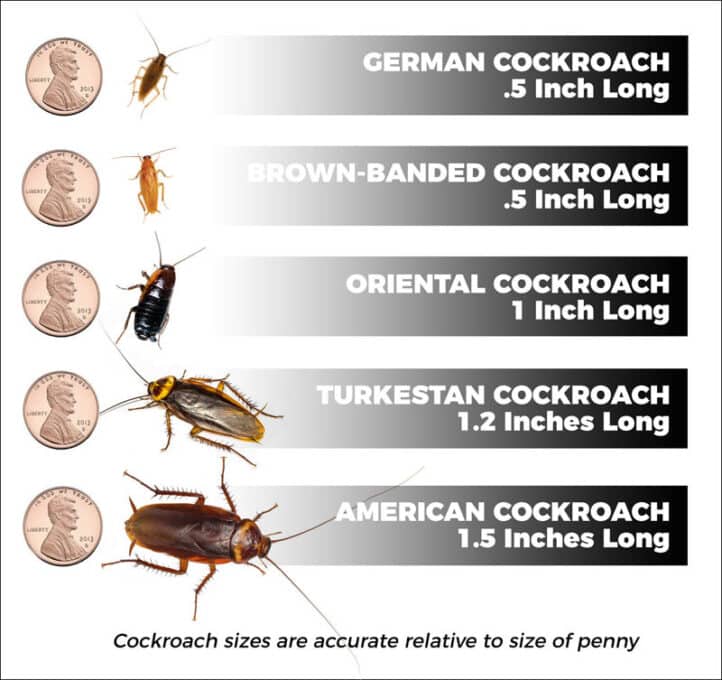 Can Cockroaches Live in Your Penis? - battabox.com