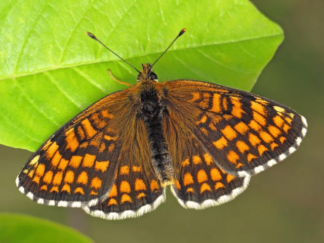 duke of burgundy butterfly