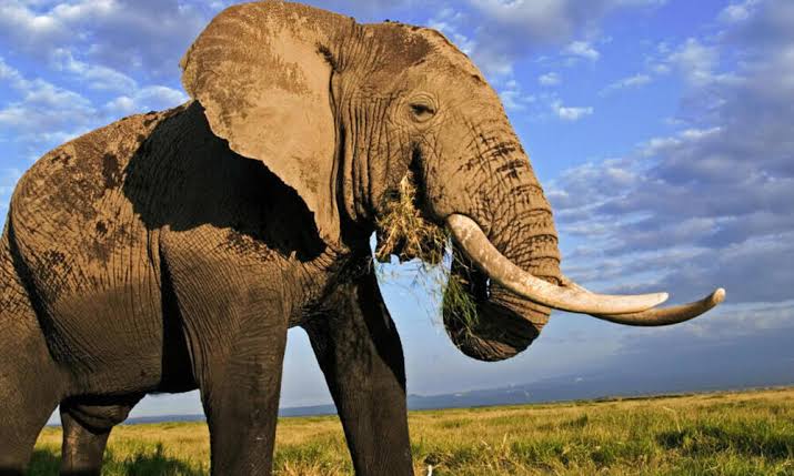 Most Dangerous Animal in the World - Elephants 