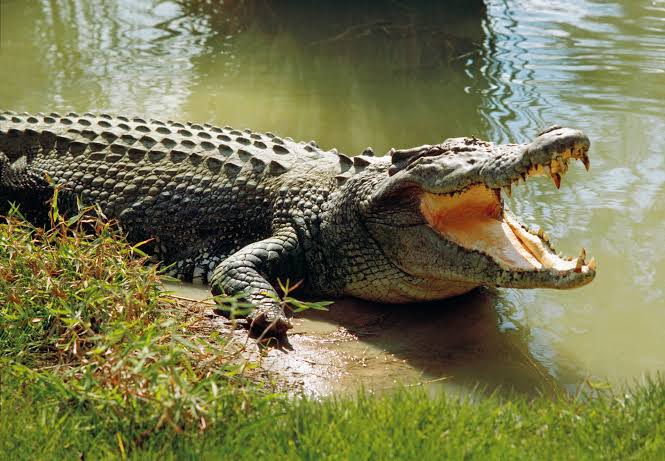 Most Dangerous Animal in the World - Crocodile 