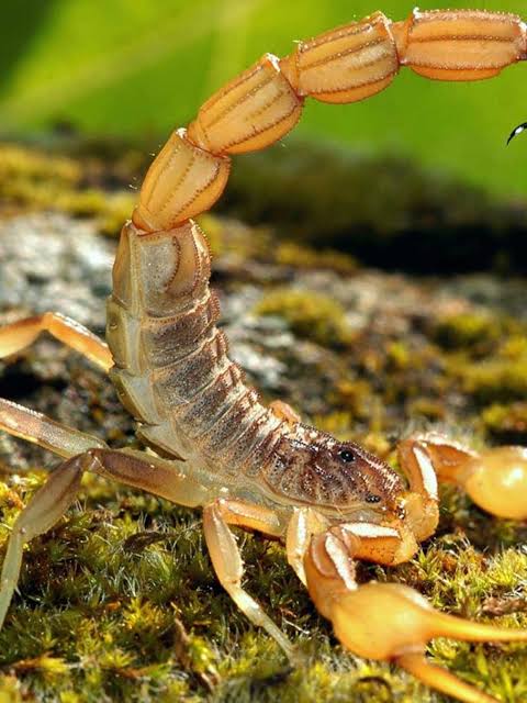 Most Dangerous Animal in the World - scorpion
