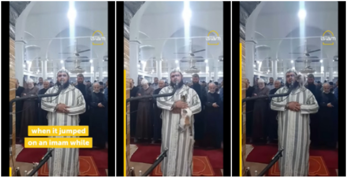 Cat jumps on an Imam as he leads prayer in the mosque, he maintains his cool || battabox.com