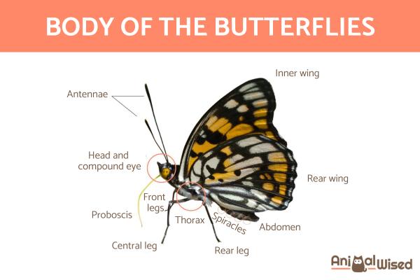 how long do butterflies live?