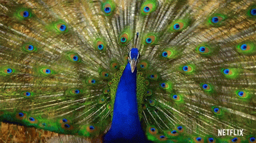 Learn from the Peacock