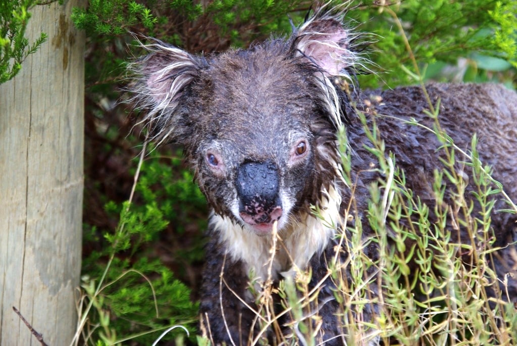 Wet Koala