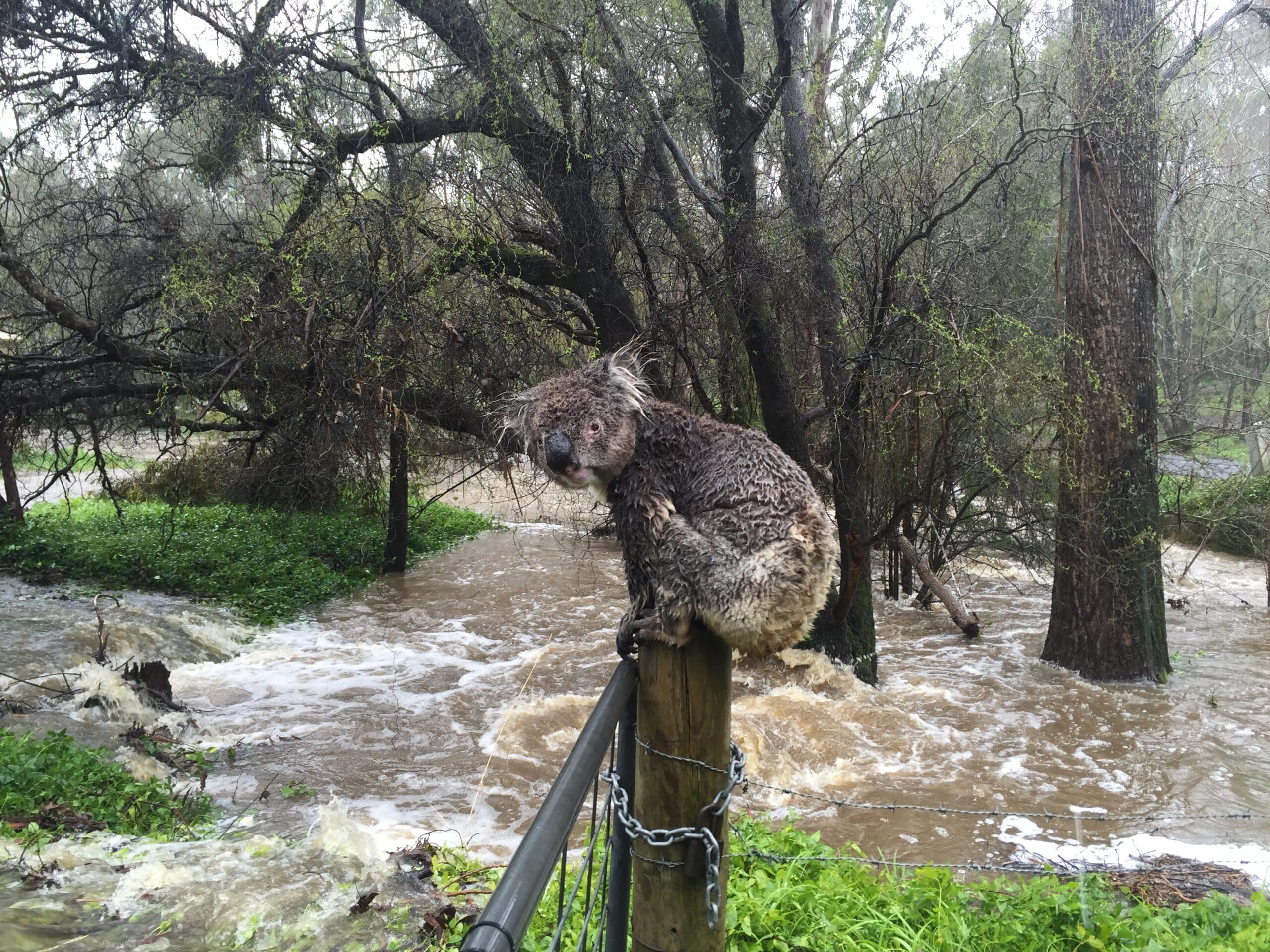 Wet Koala