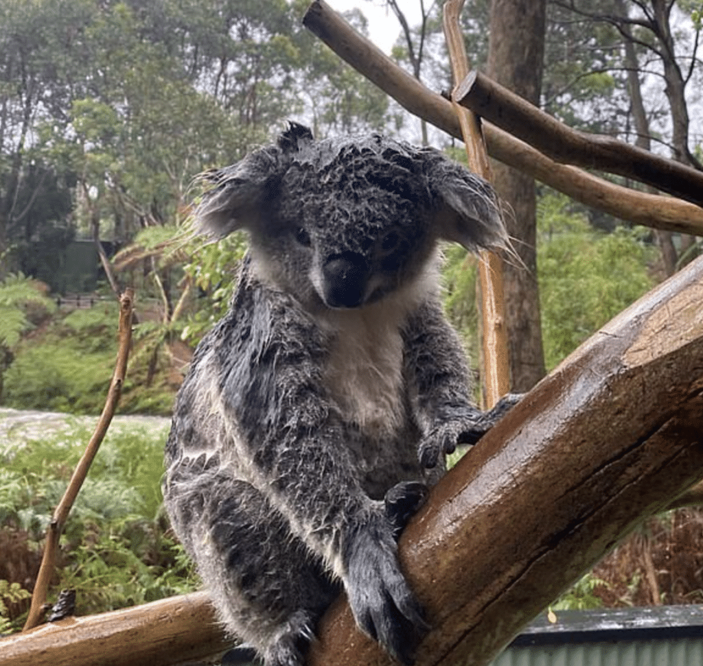 wet koala