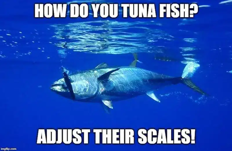  How Do You Tune A Fish?