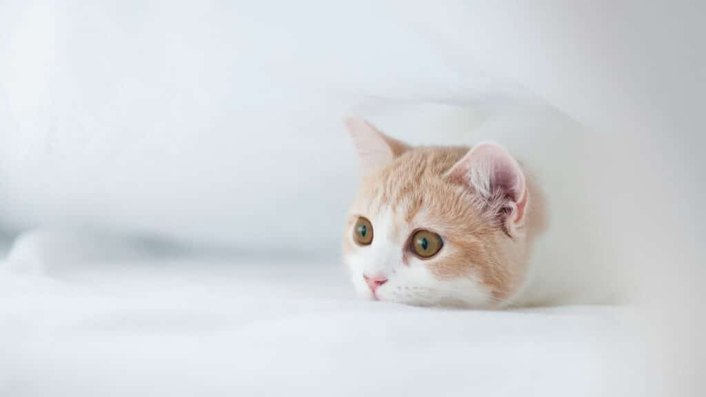 Cat Kitten Beautiful Profile Photo Picture pfp