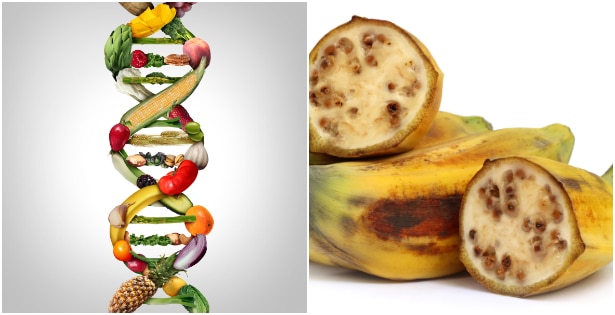 Scientists debate on genetically engineered foods ending world hunger / battabox.com