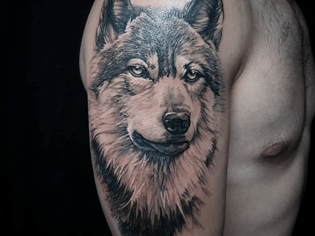 Barbed wire tattoo with a wolf