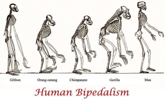 Human Bipedalism
