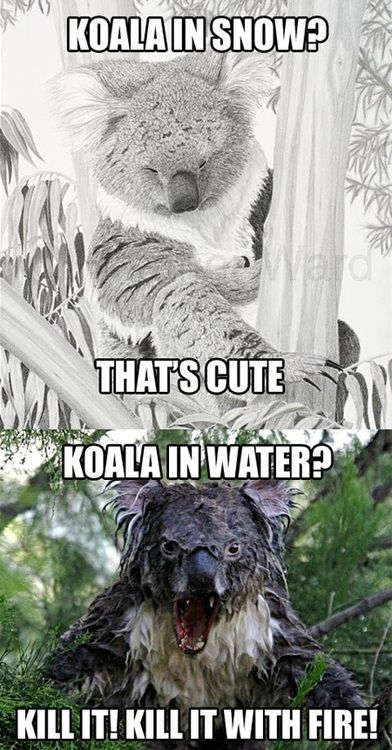 Wet Koala Bear Meme