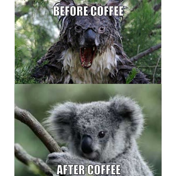 Wet Koala Bear Memes