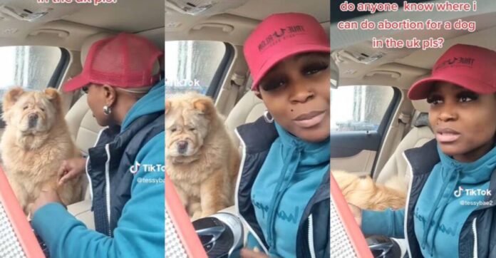 Angry Nigerian woman vents her frustration with Chow Chow dog that got pregnant with a different breed | Battabox.com