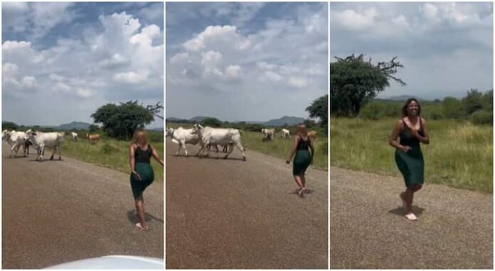 Curvy lady expertly drives cows off expressway in viral video