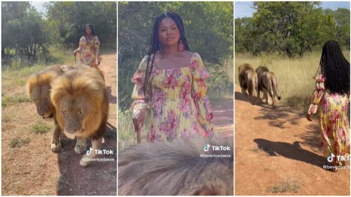 Nigerian lady walks lions, tried hard to keep calm