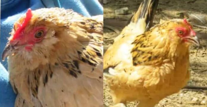 Agba chicken: Meet the oldest living chicken in the world who escaped death after being abandoned by mum | Battabox.com