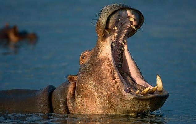 Most Dangerous Animal in the World - Hippos