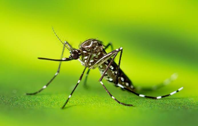 Mosquito 725,000 humans per year