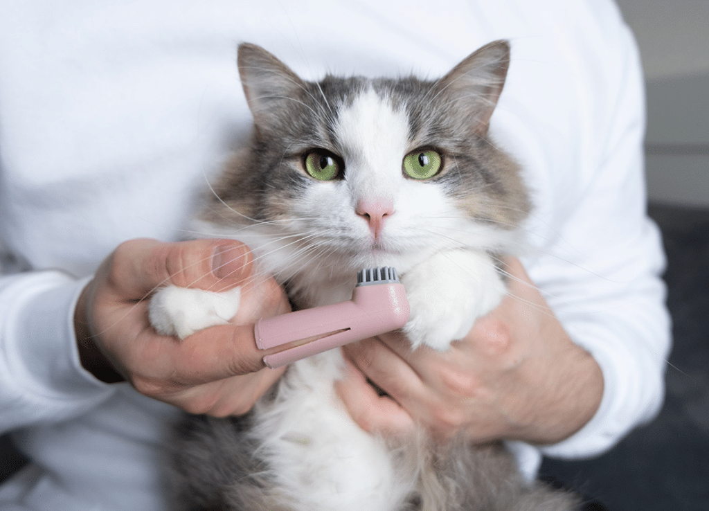 Why Regular Visits Are Essential For Cats