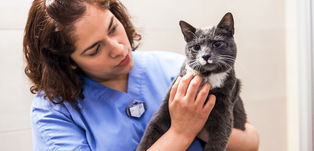 Factors That Influence The Frequency of Vet Visits