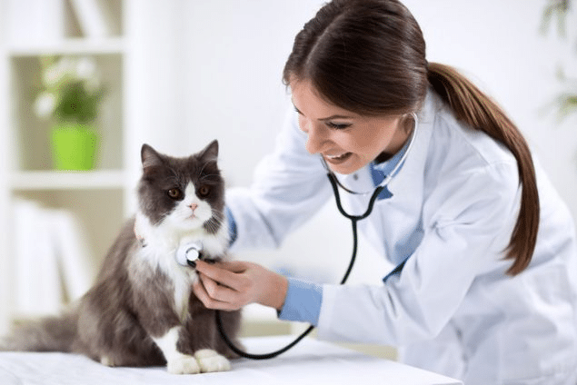 Signs and Symptoms That Require Immediate Vet Attention for Cat