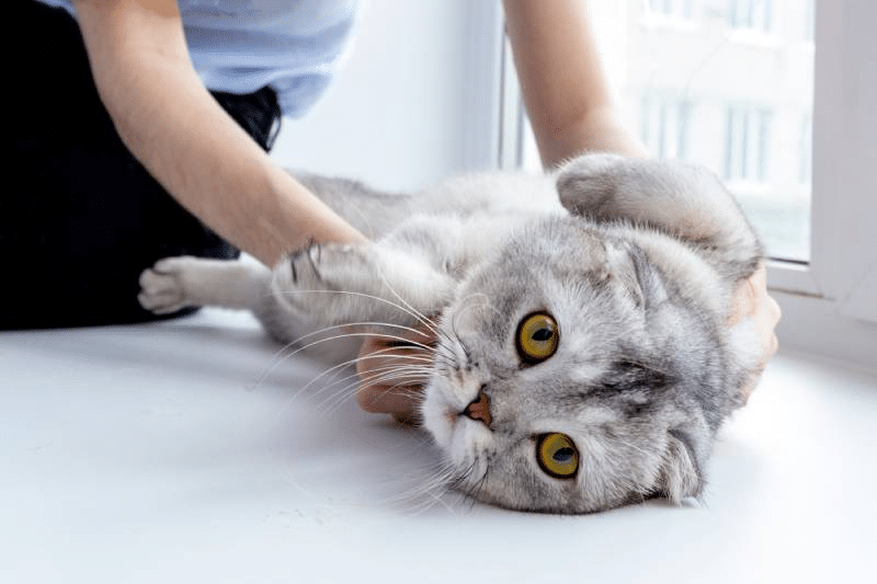 Vaccinations: Protecting Your Cat's Health