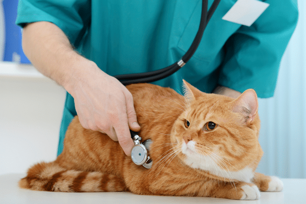 How To Find The Right Veterinarian