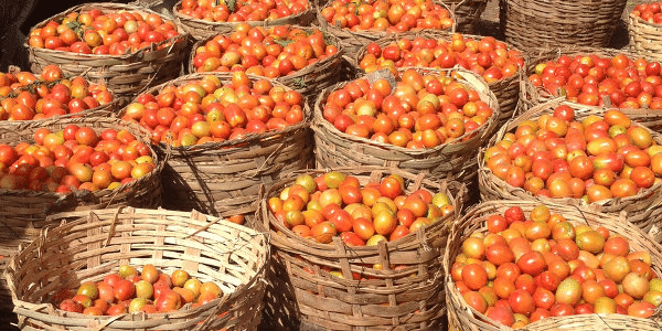 Nigerian women cry out as prices of tomato soar