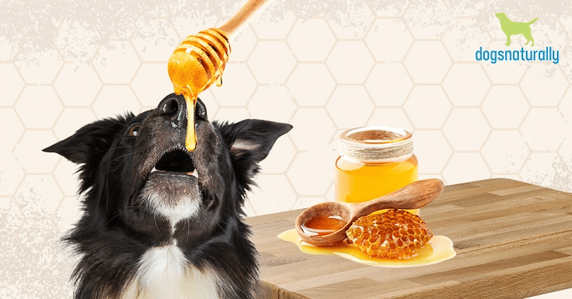 can dogs have honey
