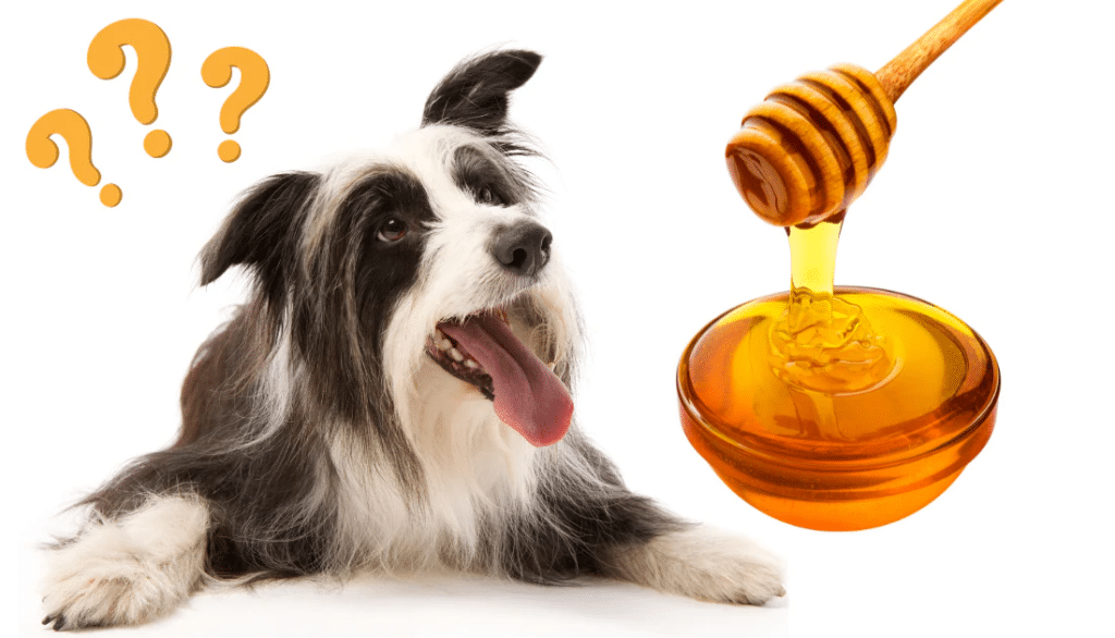 Alternative Sweeteners for Dogs