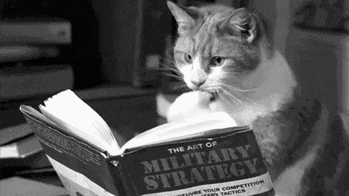 cat reading a book giphy