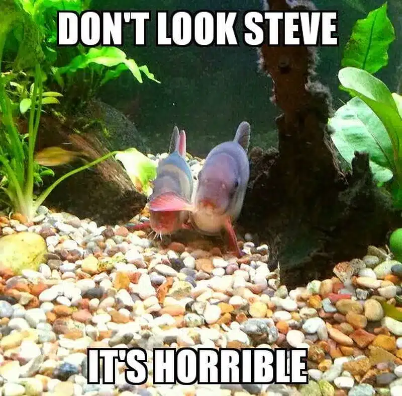I'm Sorry, Steve