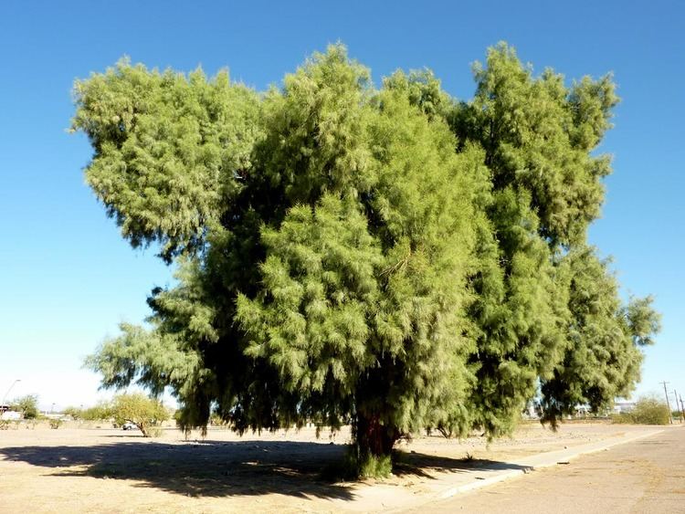 Tamarisk Tree