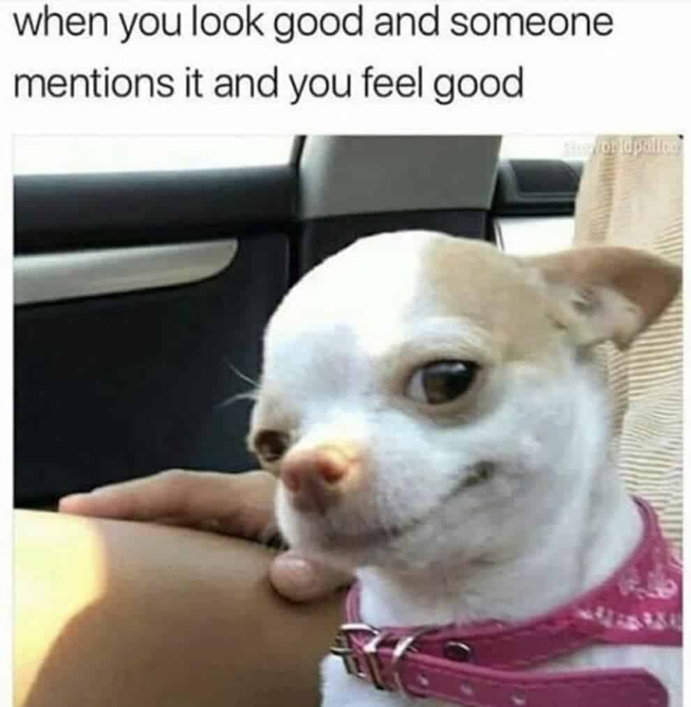 Chihuahua Side eye memes