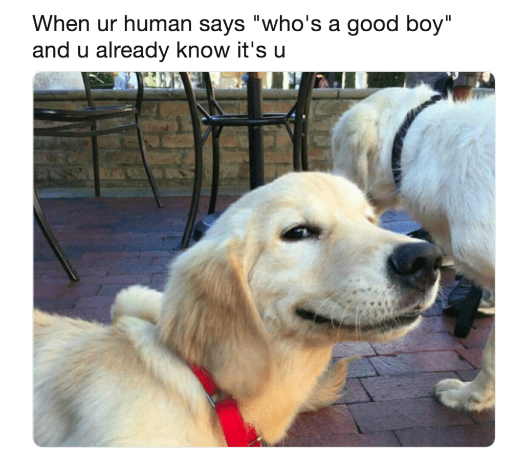 dog good boy meme