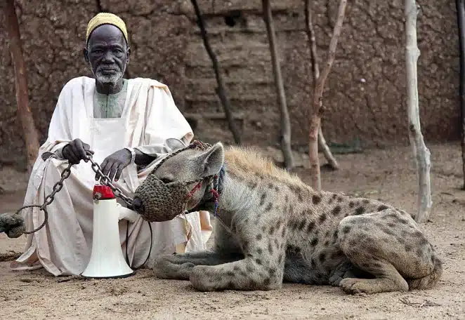 A nothern Elderly man with his Hyena pet