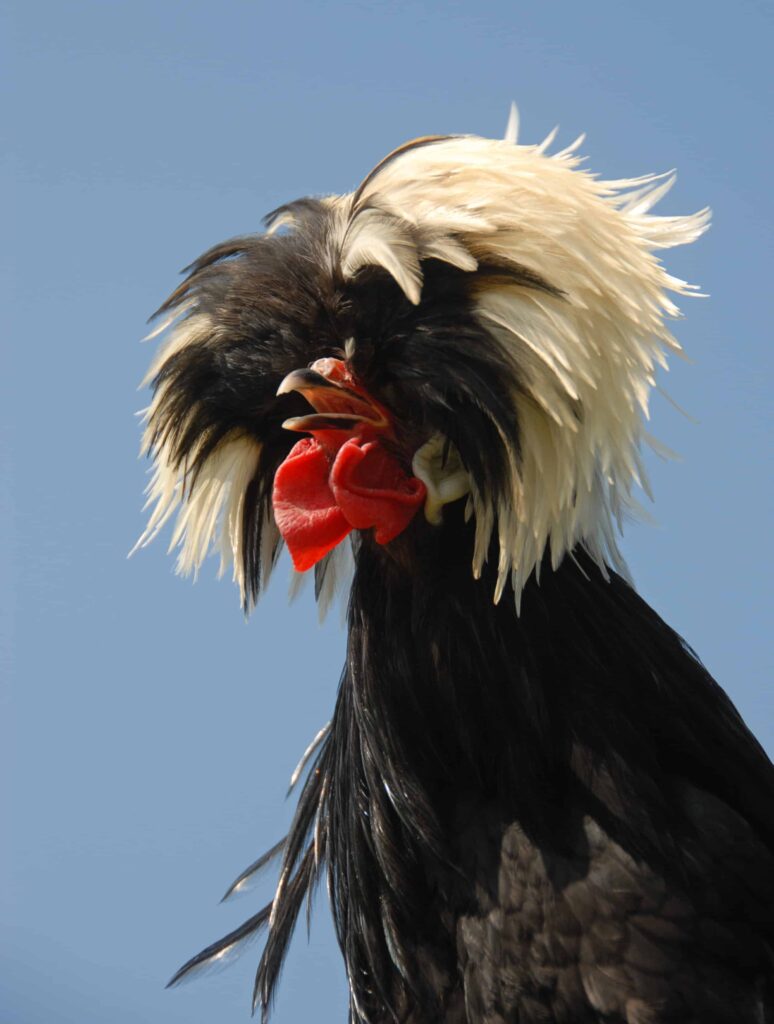 an image of a black and white polish chicken