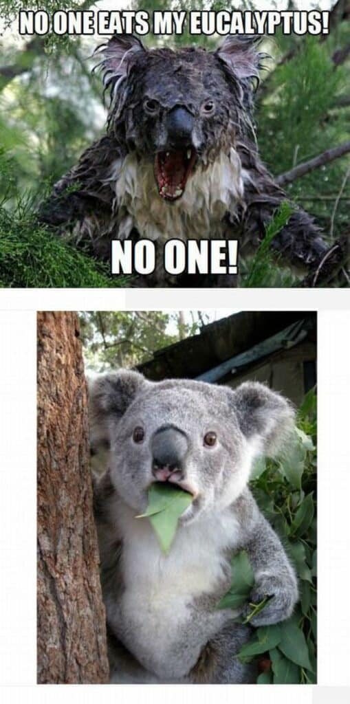 Wet Koala Memes