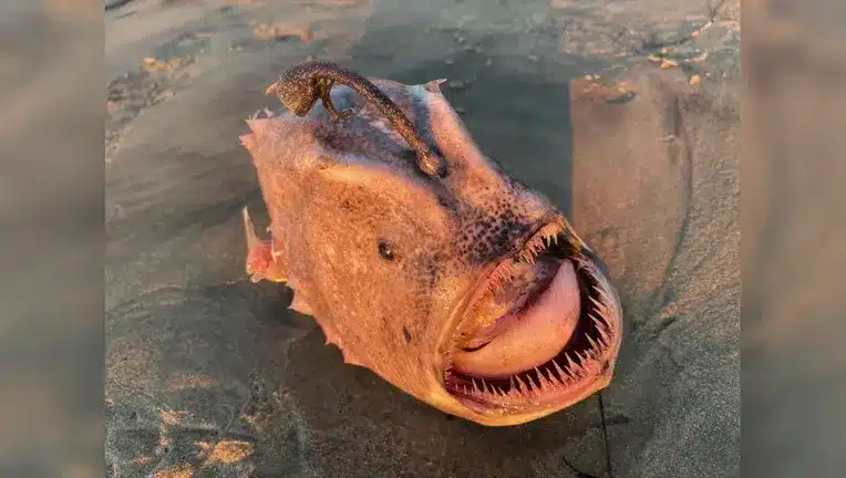 What are the ugliest fishes in the world?