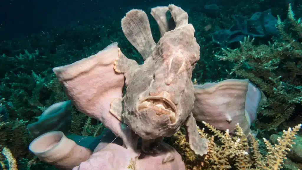 Top Ugliest Fishes In The World
