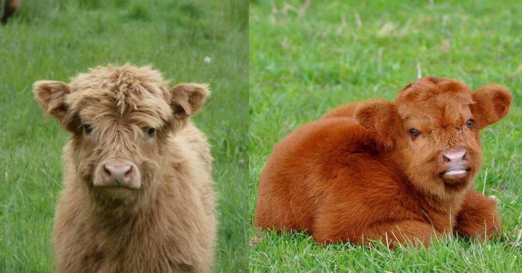 Different colours of adorable mini cow