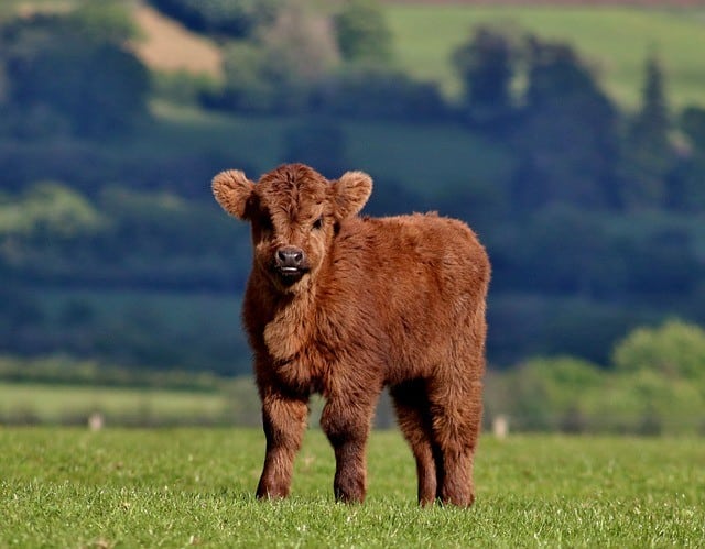 A mini highland cow