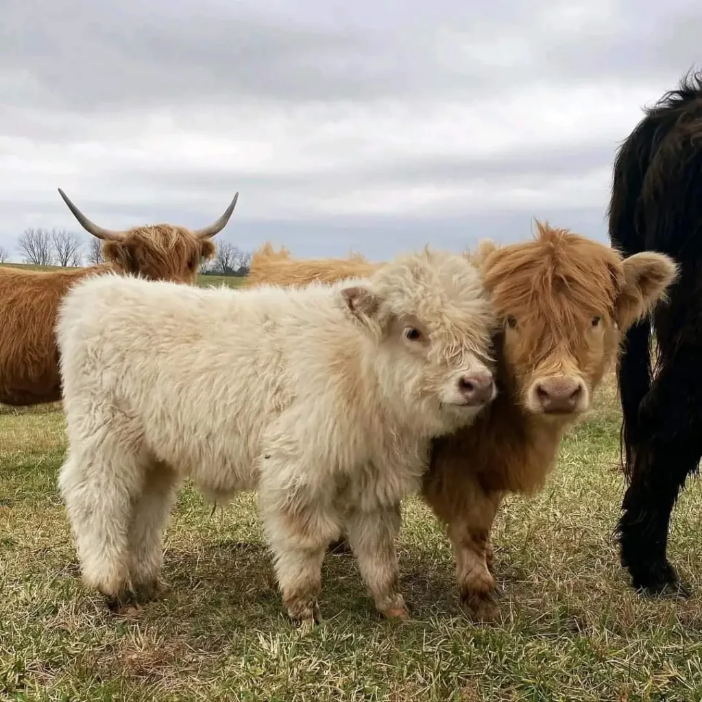 Highland mini cows