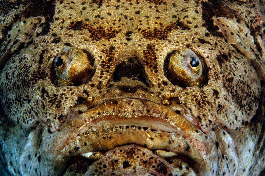 Ugly Fishes In The World