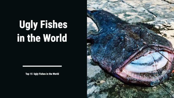 Ugly Fishes in the World