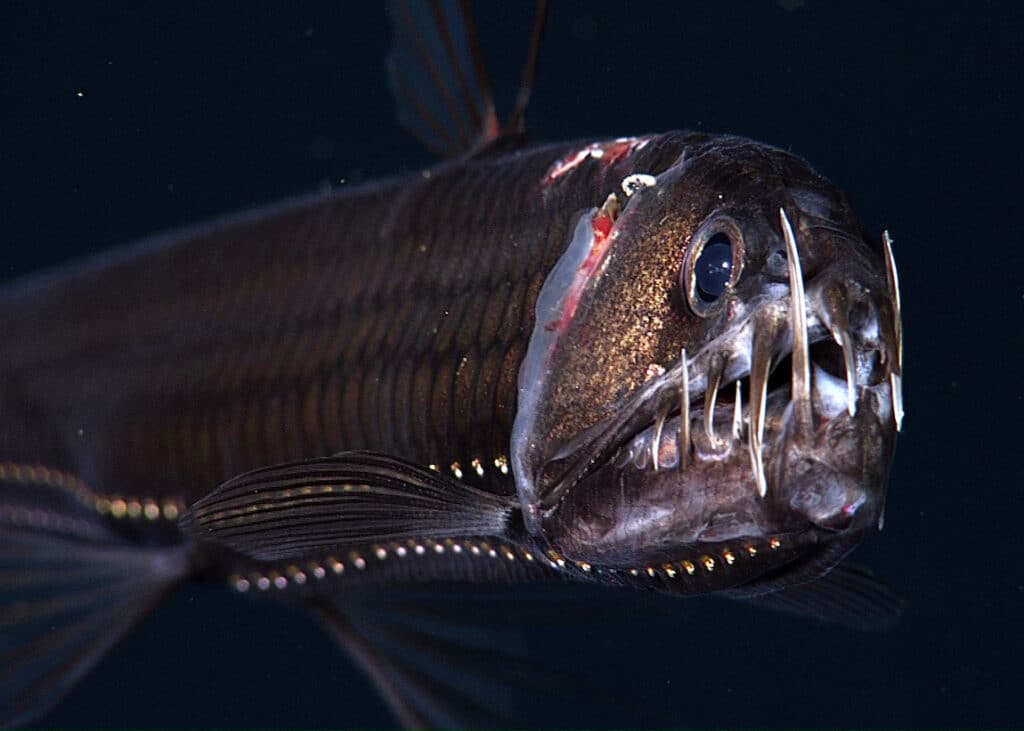 Is the Viperfish the ugliest fish in the world?