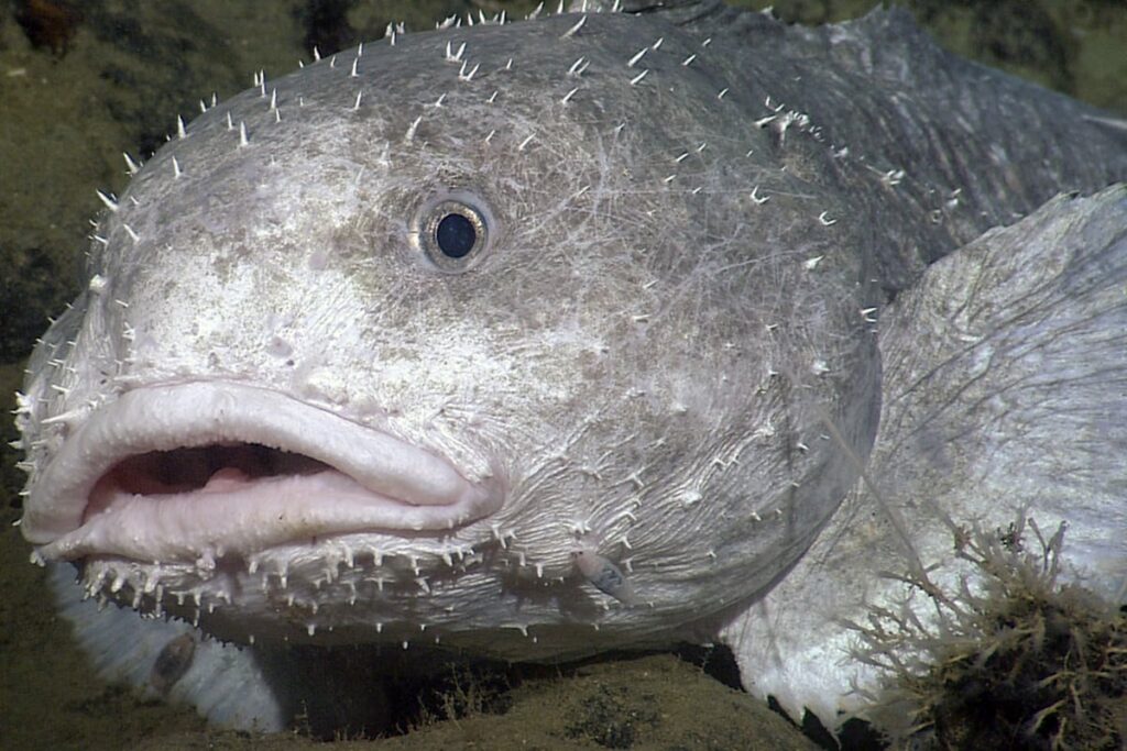 Ugly Fishes In The World